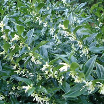 Immagine prodotto di 2 x  Schleimbeere - Sarcococca confusa  | 20-25 cm in Container