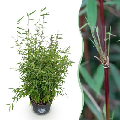Image de Green boutiQ - Graminées - Fargesia nitida Red Dragon - Bambou non envahissant - À feuillage persistant - Vert - 1 plant - Pot de 23 cm - Hauteur 80 cm