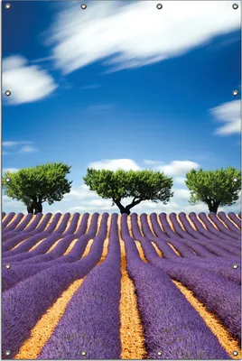 Produktbild von Wallario Outdoor-Poster für Garten oder Balkon, Motiv Abstraktes lila Blumenfeld mit Lavendel, in ca. 120 x 180 cm