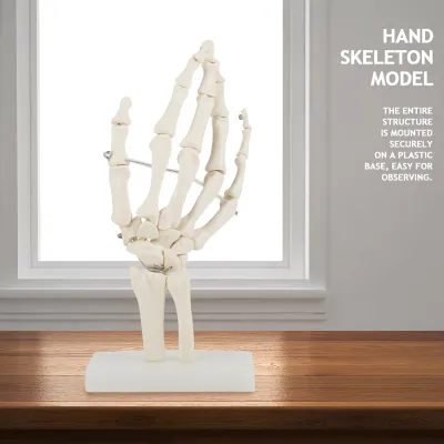 Obrázok produktu pre Model kostry ruky,Lekárska kostra ruky,Lekársky model ruky,Anatomický model ruky,Anatomická kostra ruky