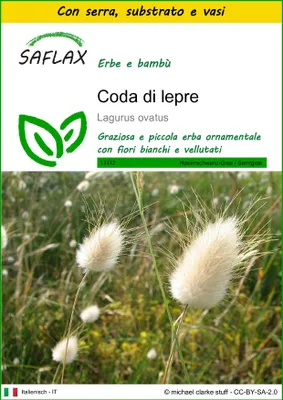 Immagine prodotto di SAFLAX Insieme di coltivazione - Coda di lepre - 100 semi - Lagurus