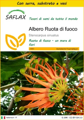 Immagine prodotto di SAFLAX Insieme di coltivazione - Albero Ruota di fuoco - 20 semi - Stenocarpus