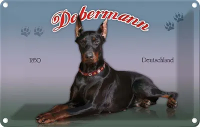 Produktbild von vianmo Blechschild 12x18 cm Hund Dobermann 1850 Deutschland Tier Haustier