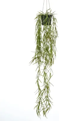 Zdjęcie produktu dla Szmaragdowa sztuczna roślina Hoya Wisząca w doniczce 80 cm