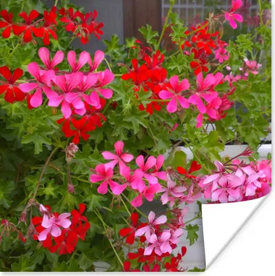 Produktbild von MuchoWow® Poster Geranienblüten im Garten 50x50 cm - Wohnzimmerdekoration