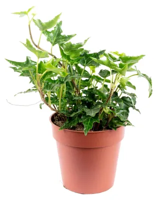 Produktbild von Gemeiner Efeu grün - pflegeleichte Zimmerpflanze, Hedera helix - Höhe ca. 15 cm, Topf-Ø 9 cm
