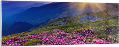 Produktbild von Bilder auf glas - Wiese Berge Landschaft - 90x30cm - Glasbilder - Wandbilder - Kunstdruck - zum Aufhängen bereit - Wanddekoration aus Glas - Glas Bilder - Wandbild auf Glas - Einteilig - GAB90x30-2676