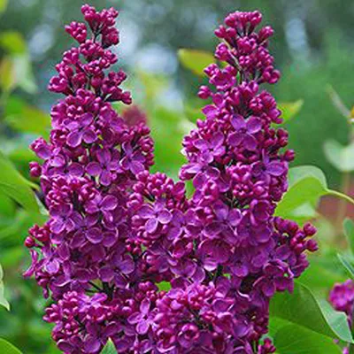 Obrázok produktu pre Vojvodský orgován  - Syringa vulgaris 'Andenken Ludwig Spaeth'  | 40-60 cm v kontajneri