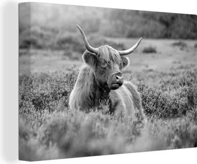 Zdjęcie produktu dla OneMillionCanvasses® - Obrazy na płótnie - 140x90 cm, Szkockie bydło górskie wśród kwiatów - czarno-biały, grafika ścienna, dekoracja ścienna