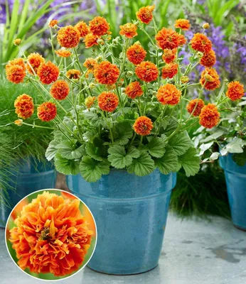 Produktbild von BALDUR Garten 5x Geum 'Orange Pumpkin®', Pflanzen im 9x9 cm-Topf, einzigartige Blütenform, leuchtet orange wie ein Kürbis, blüht über Monate in Beet & Kübel, dekorativ, pflegeleicht