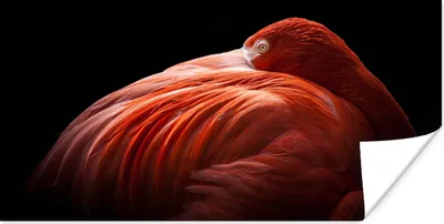 Produktbild von MuchoWow® Poster Flamingo - Federn - Rosa 160x80 cm - Foto Poster