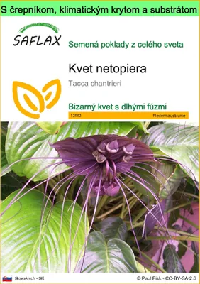 Obrázok produktu pre SAFLAX Garden to go - kvet netopiera - Tacca chantrieri - 10 Semená - S črepníkom, klimatickým vekom a pestovateľským substrátom