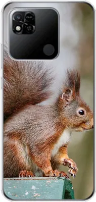 Produktbild von König Design Hülle kompatibel mit Xiaomi Redmi 10A Kunststoff Soft Handyhülle - Handy Case Eichhörnchen