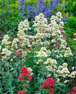 Produktbild von Rote Spornblume Albus, im Topf - Centranthus ruber
