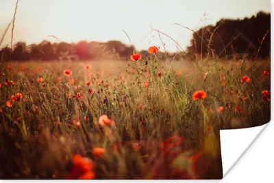 Produktbild von MuchoWow® Poster Sonnenuntergang - Blumen - Rot 60x40 cm - Schlafzimmerdekoration