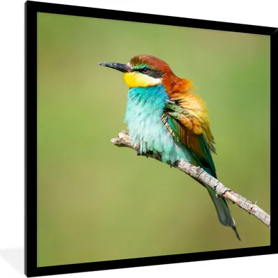 Produktbild von MuchoWow® Gerahmtes Poster Vogel - Tiere - Bienenfresser 40x40 cm - Poster mit Schwarzem Bilderrahmen Wandposter Rahmen Foto Bilder - Mit Rahmen - Wanddekoration Schlafzimmer