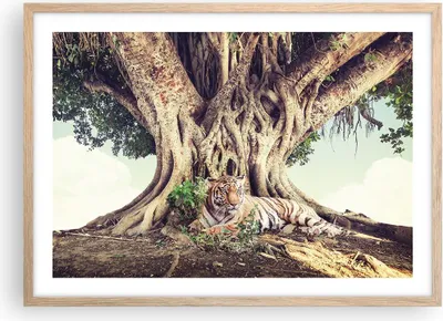 Produktbild von Gerahmtes Poster - Rahmen in heller Eiche - Tiger Wild Baum - 70x50 cm - Wand Bild - Wanddeko - Wandbilder - Kunstposter - Wandposter - Bilderrahmen - Bilder - Kunstdruck - P2NAA70x50-5124