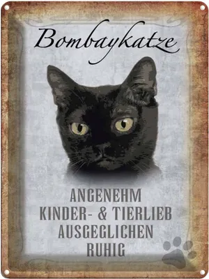 Produktbild von vianmo Blechschild 40x30 cm Bombaykatze Katze