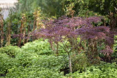 Produktbild von Acer palmatum 'Inaba-shidare', Japanischer Ahorn, rot, 80–100 cm