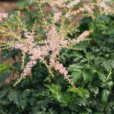 Obrázek produktu pro 6 x Kahle Prachtspiere  - Astilbe 'Hennie Graafland'  | Květináč 9 cm x 9 cm