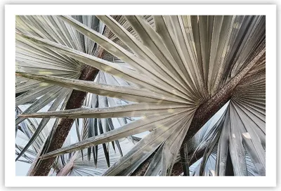 Produktbild von Poster - Poster ohne Rahmen - Blatt Palme Natur - 91,5x61 cm - Wand Bild - Wanddeko - Wandbilder - Kunstposter - Wandposter - Bilder - Kunstdruck - Wanddekoration - Wandbild - P2XAA91x61-5056