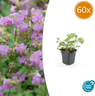 Obrázek produktu pro Půdopokryvné rostliny - Geranium cantabrigiense 'Cambridge' - 9cm květináč - sada 60 rostlin