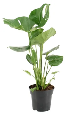 Immagine prodotto di Monstera deliciosa - 50-60cm - Ø17cm - Pianta d'appartamento - Sempreverde