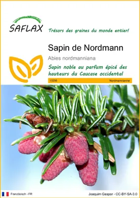 Image de SAFLAX - Sapin de Nordmann - 20 graines - Abies