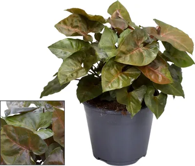 Produktbild von Syngonium Maria Feel Green – Zimmerpflanze mit dekorativen, bronzefarbenen Blättern – Höhe ca. 25cm – Ø14cm – Pflegeleicht & luftreinigend