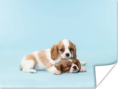 Produktbild von MuchoWow® Poster Zwei schläfrige Welpen 160x120 cm - Foto Plakat