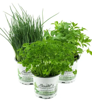 Produktbild von Enseleits Kräuter Set Kräuterquark