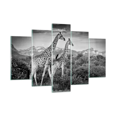 Produktbild von Bilder auf glas - 5 Teile - Giraffen Schwarzweiß Fotografie - 150x100cm - Glasbilder - Wandbilder - Bilder - Wanddekoration aus Glas - Glas Bilder - Wandbild auf Glas - GEA150x100-4441