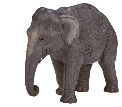 Image de Mojo Wildlife - Éléphant asiatique - 387266