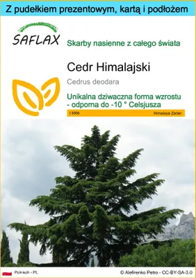 Zdjęcie produktu dla SAFLAX - Zestaw prezentowy - Cedr Himalajski - 35 Nasiona - Z pudełkiem upominkowym, etykietą wysyłkową, kartą podarunkową i podłożem uprawowym - Cedrus deodara