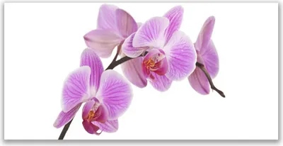 Produktbild von Glasbilder 140x70 Wandbild Druck auf Glas Blumen Pflanzen