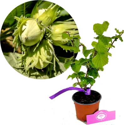Image de Corylus 'Tonda gentile delle Langhe' - Noisetier d'Italie - Hauteur 40 cm - Pot 12 cm
