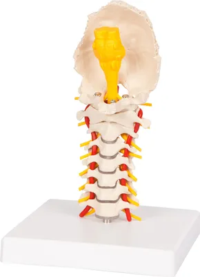 Produktbild von Halswirbelsäule 19x19x25 cm, Anatomie Modelle, Anatomische Lehrmittel, Medizin