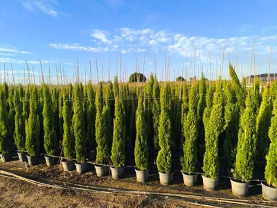 Produktbild von Sunny Tree - Zypresse Cupressus Sempervirens Totem - Italienische winterharte Zypresse - immergrün - winterhart bis -18 - 160 Zentimeter