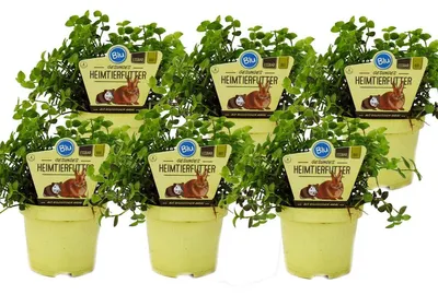 Produktbild von 6er-Set Futterpflanzen für Haustiere – Callisia repens – Wertvolles Futter für Kaninchen, Ziervögel, Reptilien, Hamster und Meerschweinchen