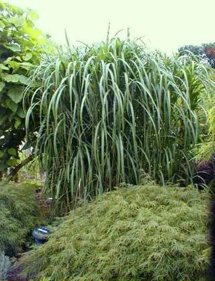 Produktbild von 4 x Riesen Chinaschilf, ideal als Hecke und Sichtschutz, Miscanthus giganteus