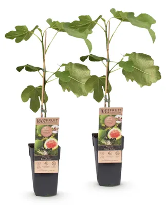 Image de Green boutiQ - Fruitplant - Ficus carica Brown Turkey - Vijgenboom - Winterhard - Groen - Paarse Vrucht - 2 Planten - Pot 15cm - Hoogte 50cm