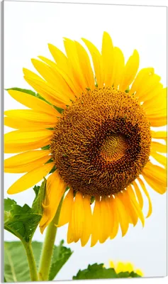 Produktbild von Herdabdeckplatte 30x52 Glaskeramikkochfeld Abdeckung Spritzschutz Glasplatte Deko Schneidebrett, Sonnenblume Gelb
