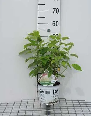Obrázek produktu pro Hortenzie arb. 'Strong Annabelle'® (incrediball®) - Hortenzie C3 cm Kontejner