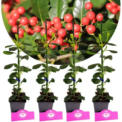 Obrázok produktu pre Sada 4 kusov amerických cesmín - Ilex 'Nellie R. Stevens' - výška 40 cm - 9 cm kvetináč