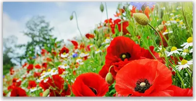 Produktbild von Glasbilder 120x60 Wandbild Druck auf Glas Blumen Natur
