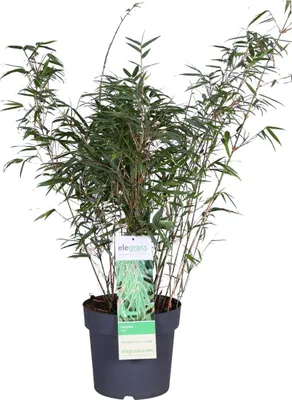 Image de Bloomique - Fargesia rufa - Bambou non traçant - Rustique - Persistant - Plante de jardin - Hauteur 80-100 cm - Pot 23 cm