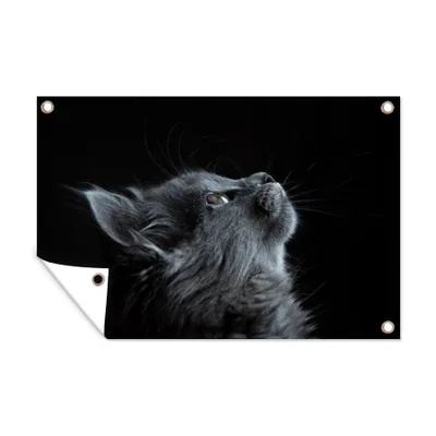 Obrázek produktu pro MuchoWow® Zahradní plakáty - Kočka - světlo - černá - 40x60 cm - Zahradní dekorace
