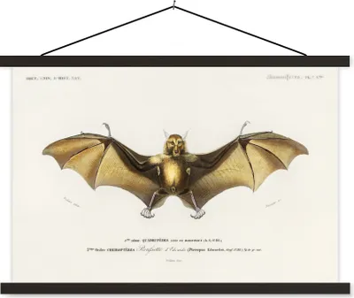 Produktbild von MuchoWow® Textilposter Vintage - Fledermaus - Tier 120x80 cm mit schwarzem Rahmen - Wanddeko