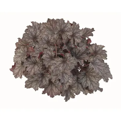 Produktbild von Heuchera "Little Cuties - Frost" - Purpurglöckchen "Little Cuties - Frost" im Topf 12 cm  - 12cm