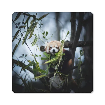 Produktbild von MuchoWow® Mauspad Mousepad Panda - Pflanzen - Zweige 20x20 cm - Mousepads - Maus Mat - Pad - Mausunterlage - Desk Mat - Bureauartikeln